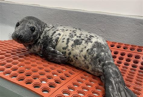 testing baby seals|baby seals and humans.